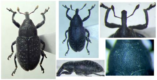 Réf. 286 135 : Larinus sp.